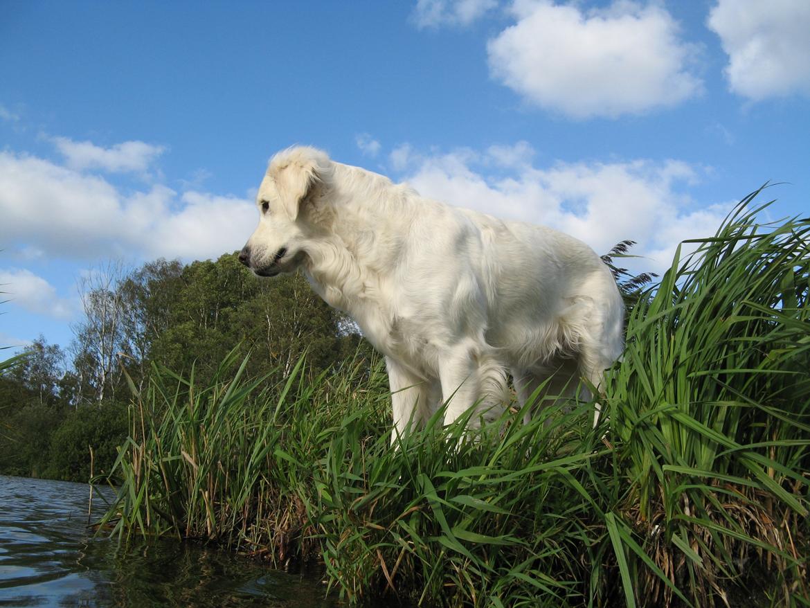 Golden retriever Golden Ciba F-Ro Snowie billede 13