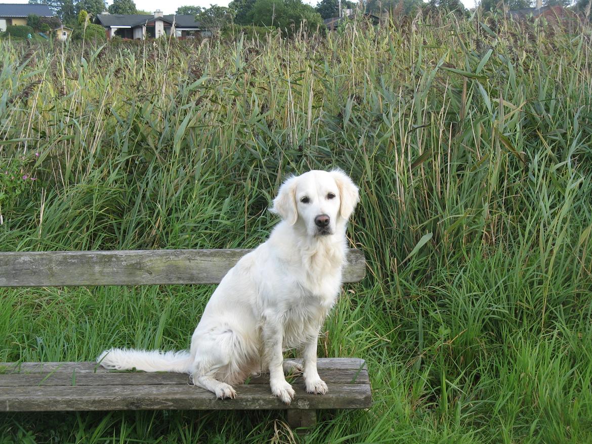 Golden retriever Golden Ciba F-Ro Snowie billede 14