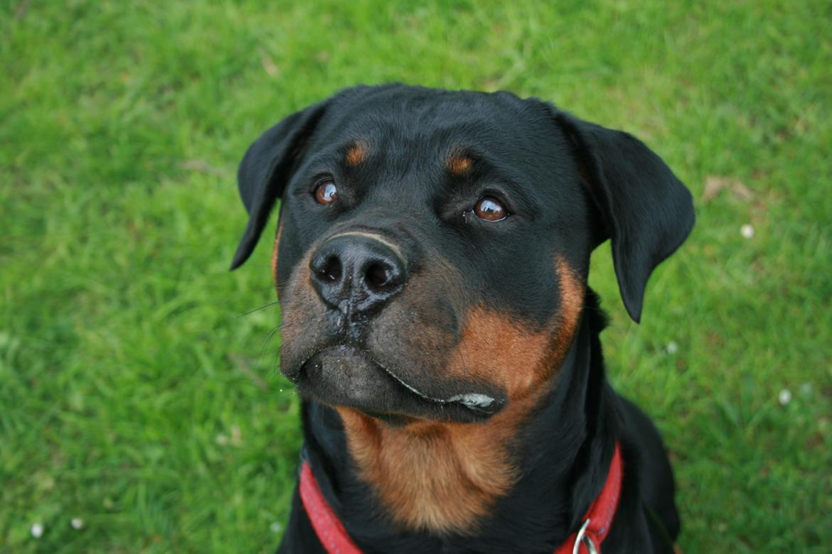 Rottweiler Gandi billede 13