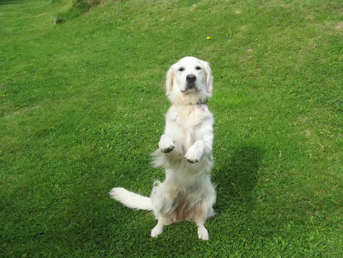 Golden retriever Golden Ciba F-Ro Snowie - Vinker lige farvel, læg en bedømmelse og hilsen :) billede 17