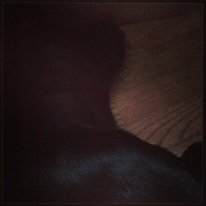 Labrador retriever Storm billede 1