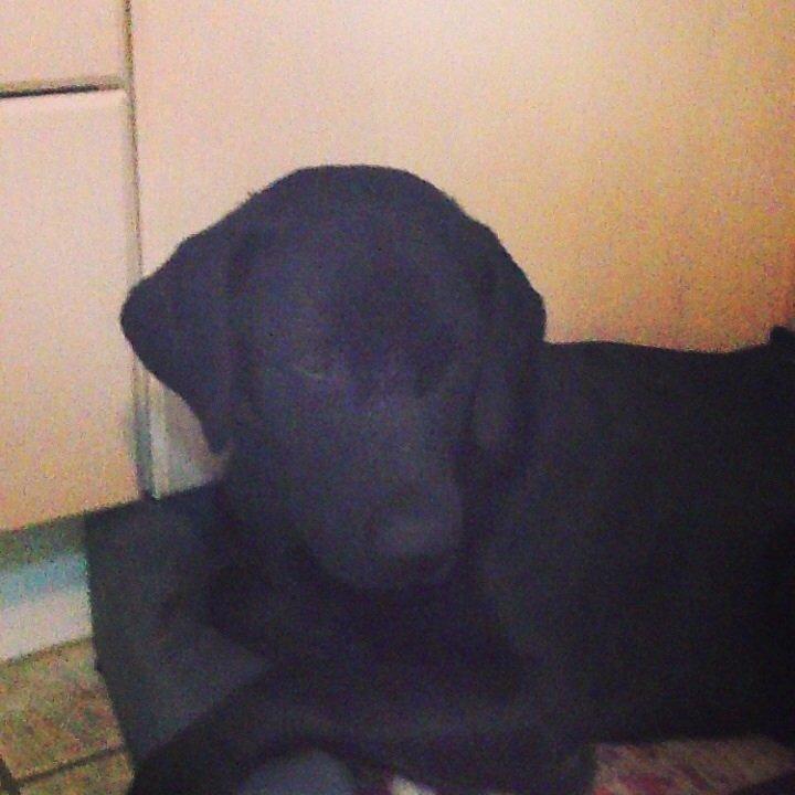 Labrador retriever Storm billede 3