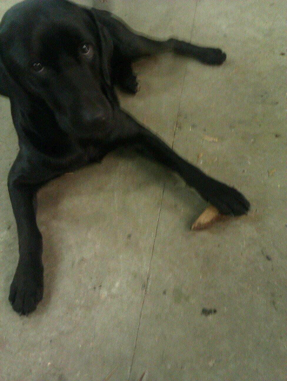 Labrador retriever Storm billede 5