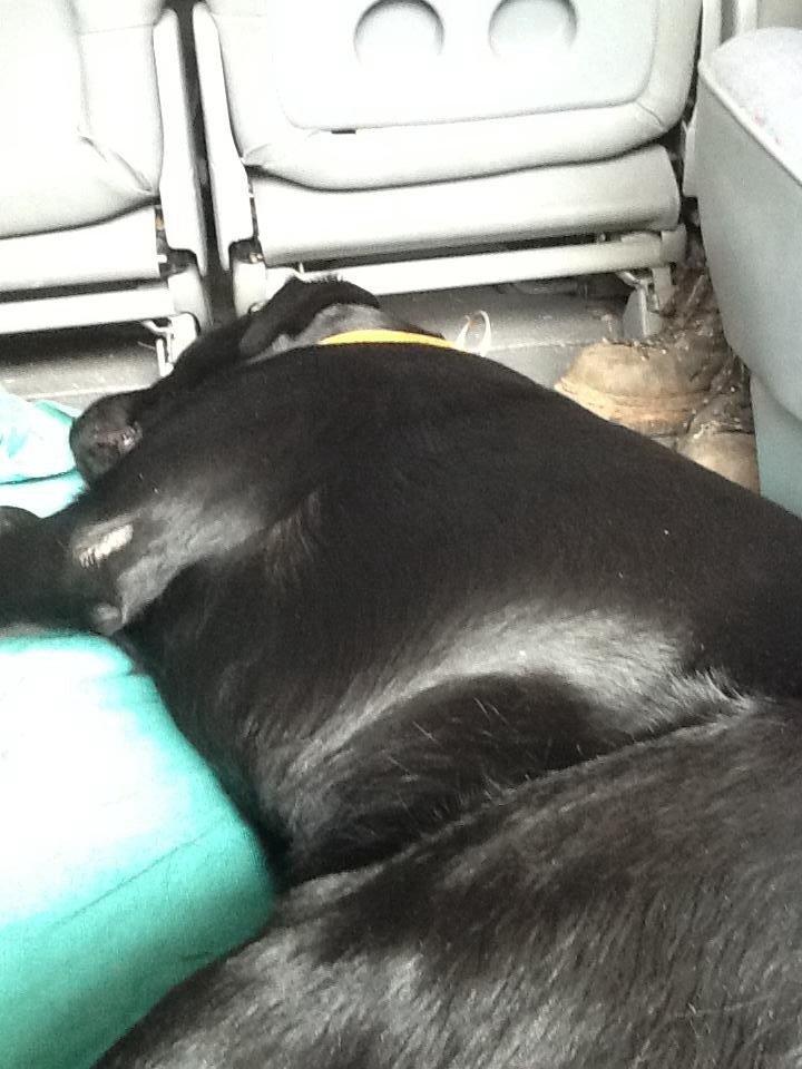 Labrador retriever Storm billede 7