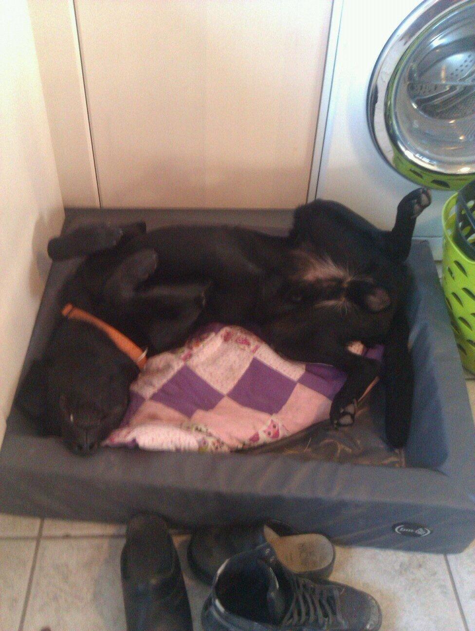 Labrador retriever Storm billede 8