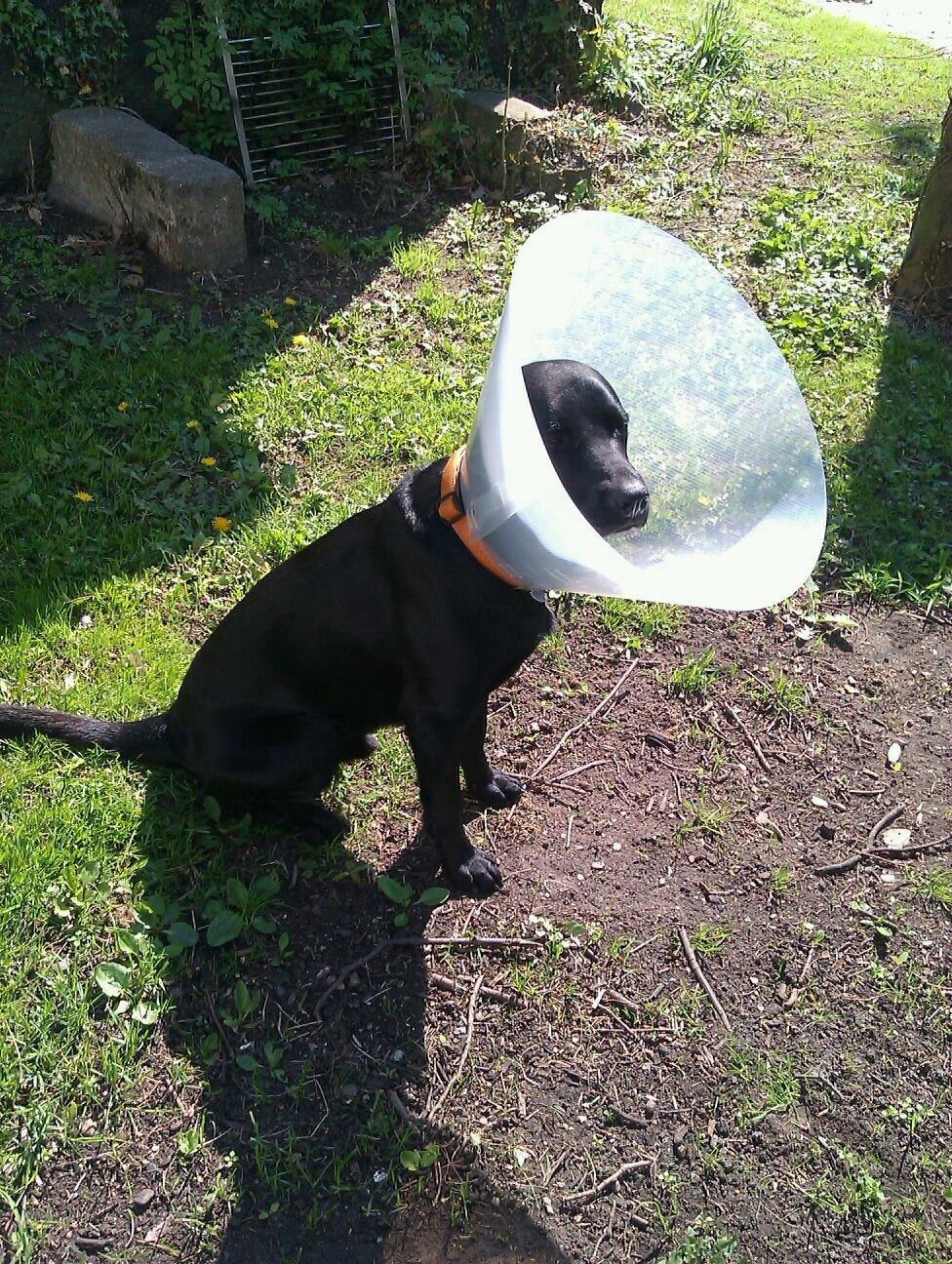 Labrador retriever Storm billede 9