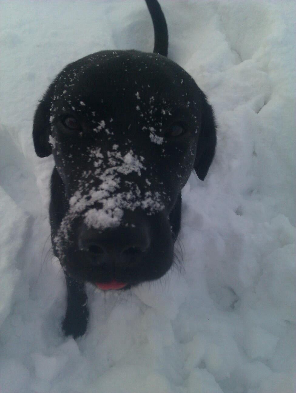 Labrador retriever Storm billede 10