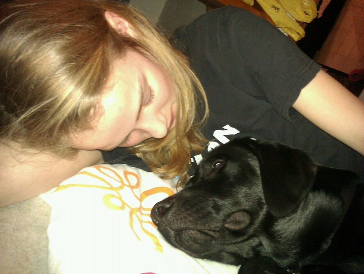 Labrador retriever Storm billede 11