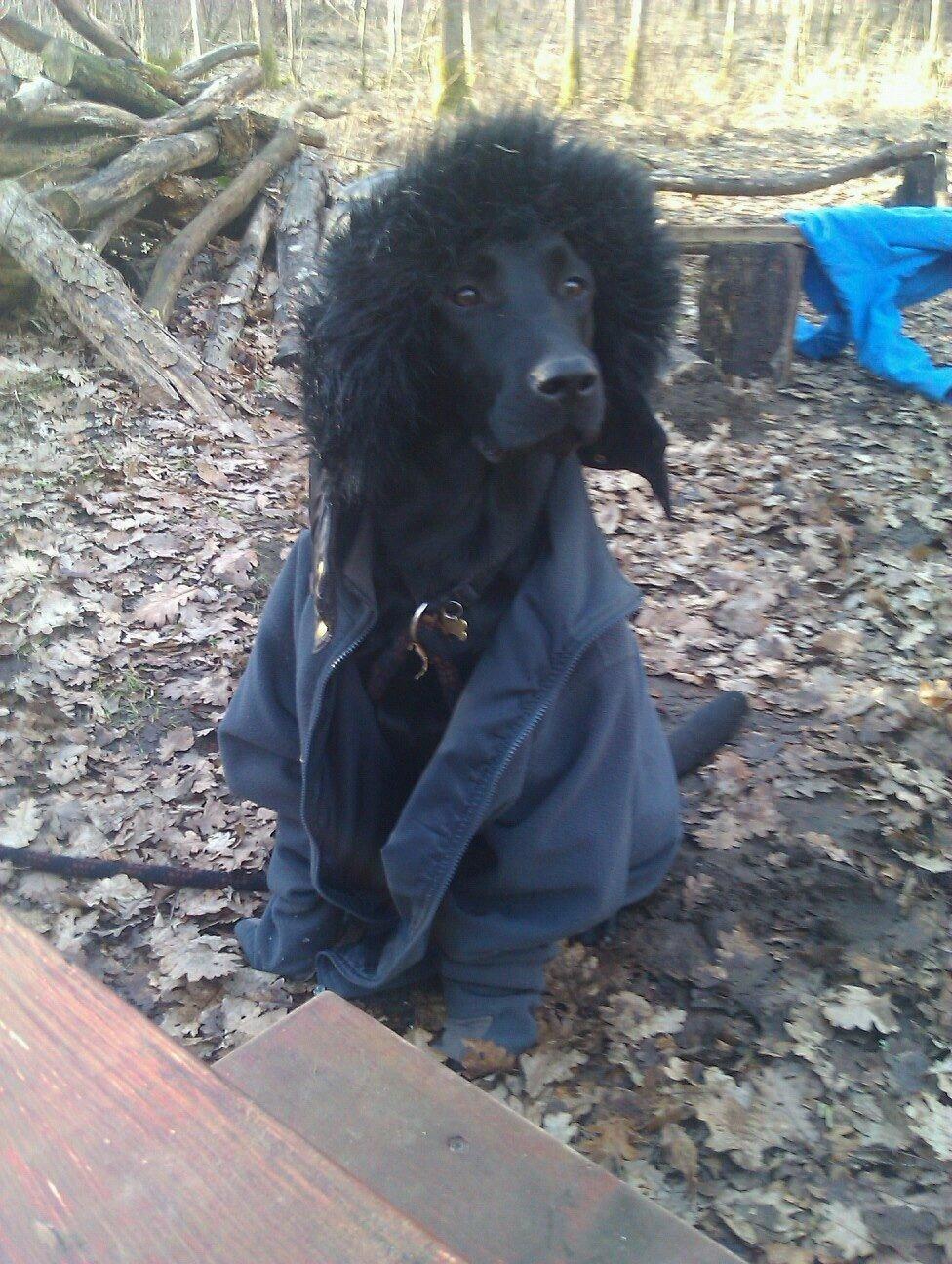 Labrador retriever Storm billede 12