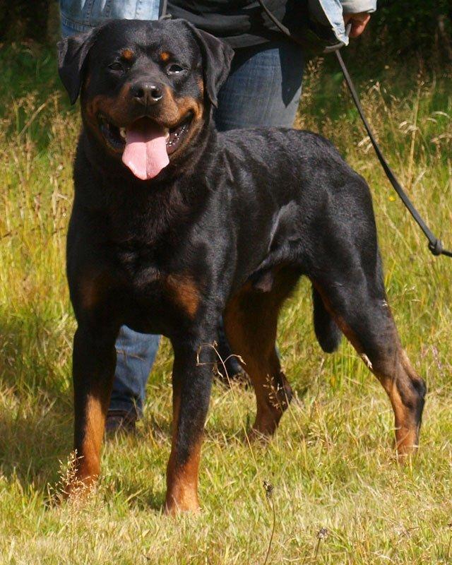 Rottweiler Yake Ozzy - den 17/8 2013 
Læborg  til Uhm  billede 1