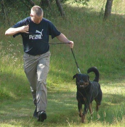 Rottweiler Yake Ozzy - Jan  løbermed ham i Læborg til UHM   billede 2