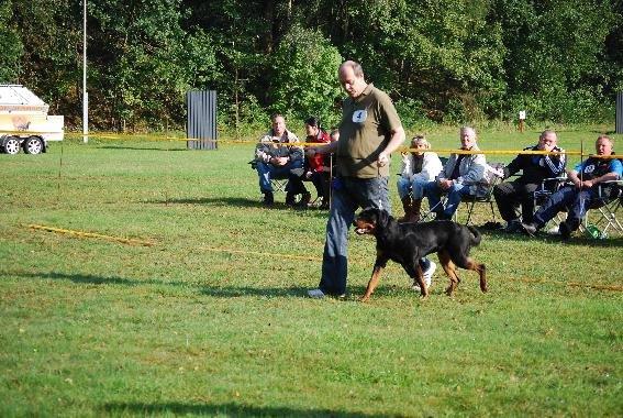 Rottweiler Yake Ozzy - Palle løber med ham til udstilling i Tyskland  billede 3