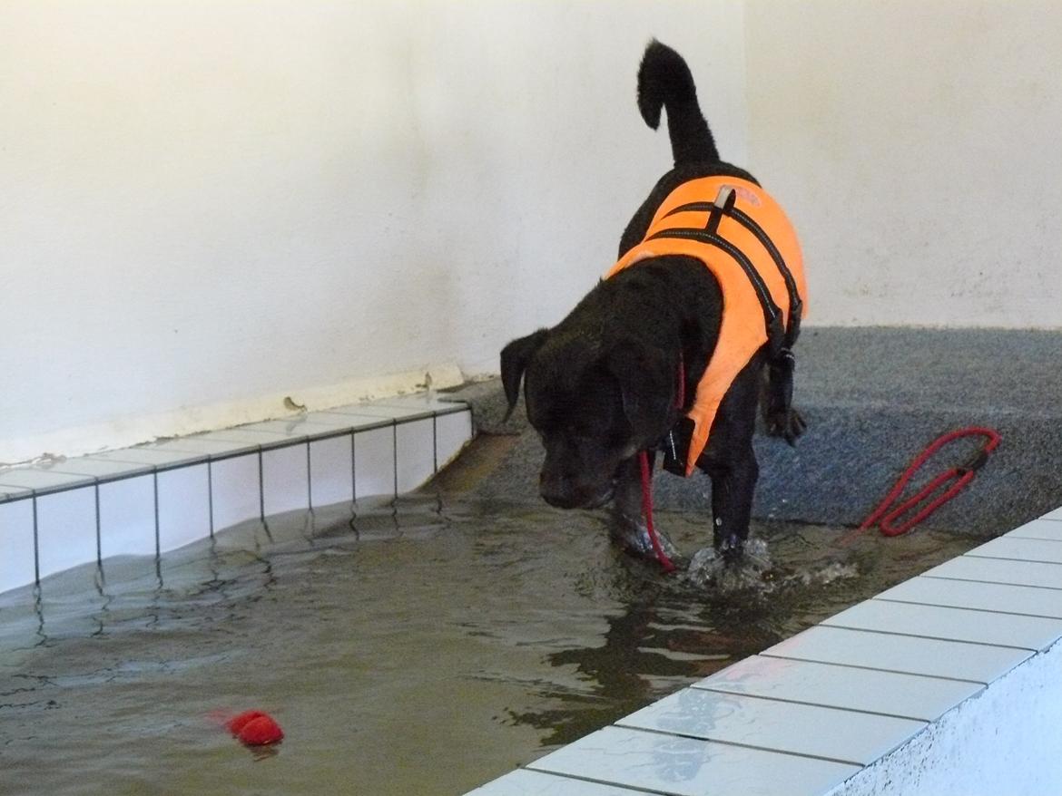 Rottweiler Yake Ozzy - Ozzy i svømme hallen ude hos Pia Rex  billede 4