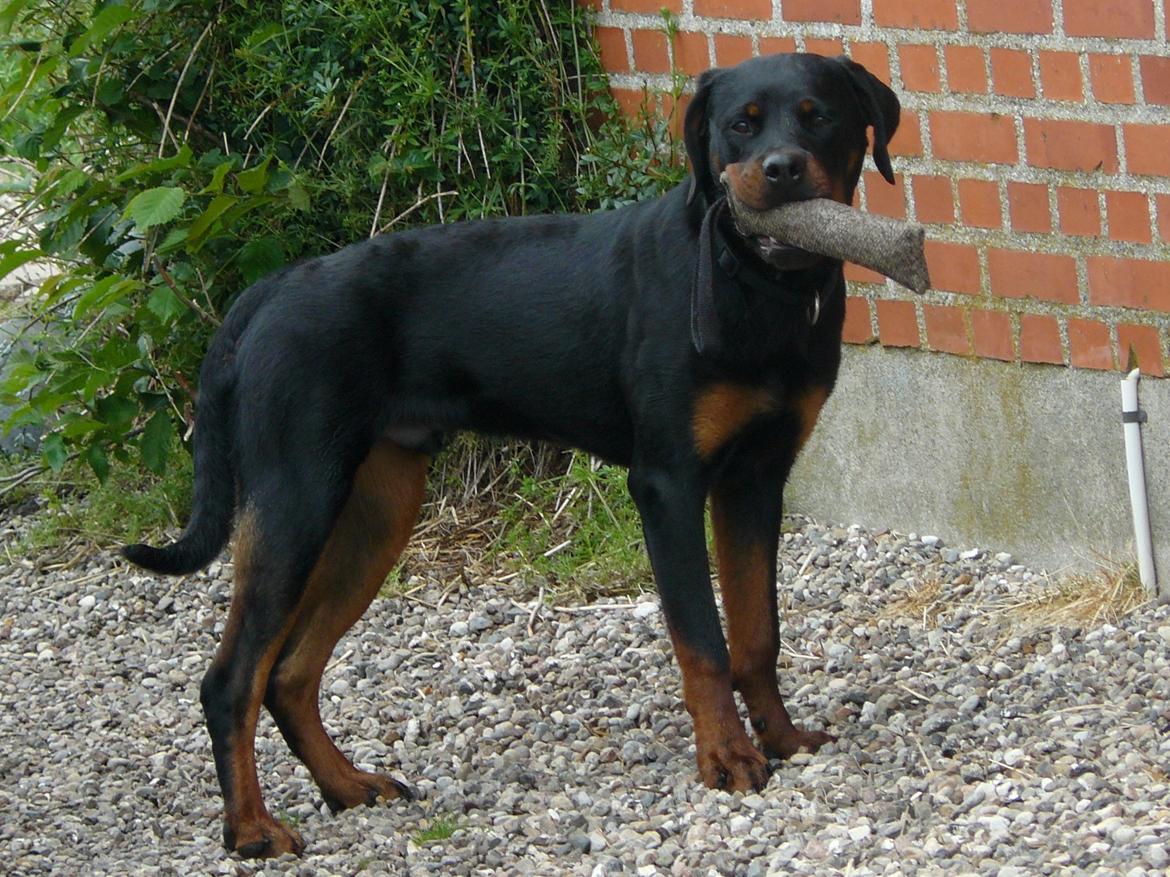 Rottweiler Yake Ozzy billede 5