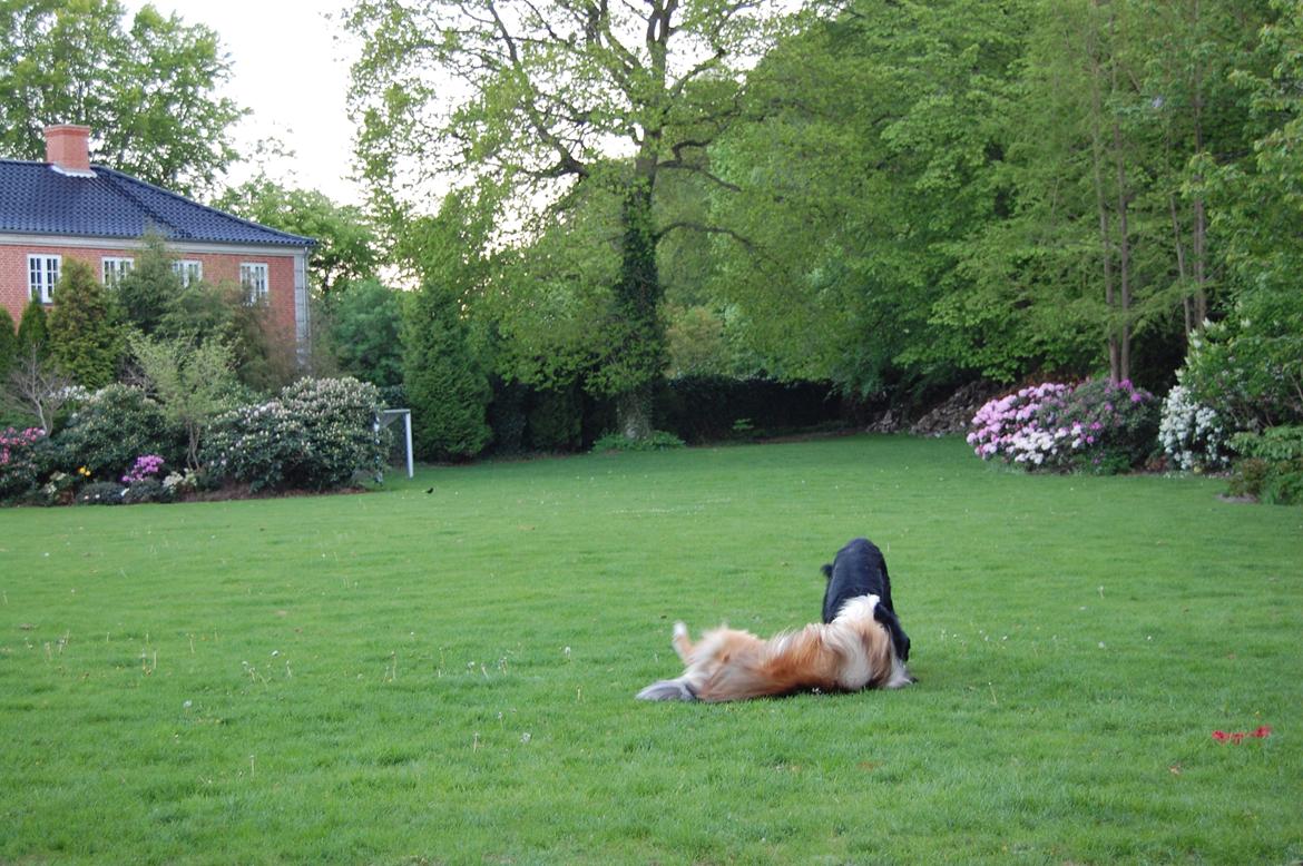 Collie langhåret Mac Ørtoft's Marco (Min livs ven) - Nawww! Lille slåskamp med bella billede 2