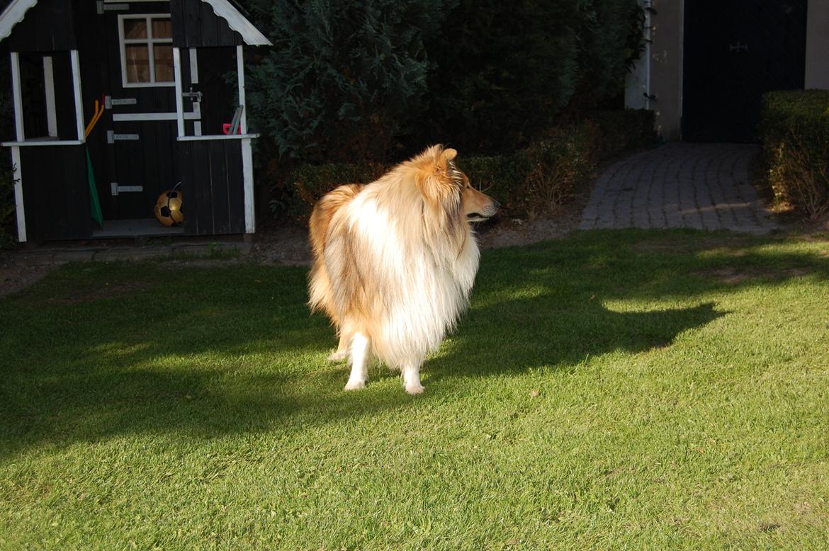 Collie langhåret Mac Ørtoft's Marco (Min livs ven) - Awww! billede 3