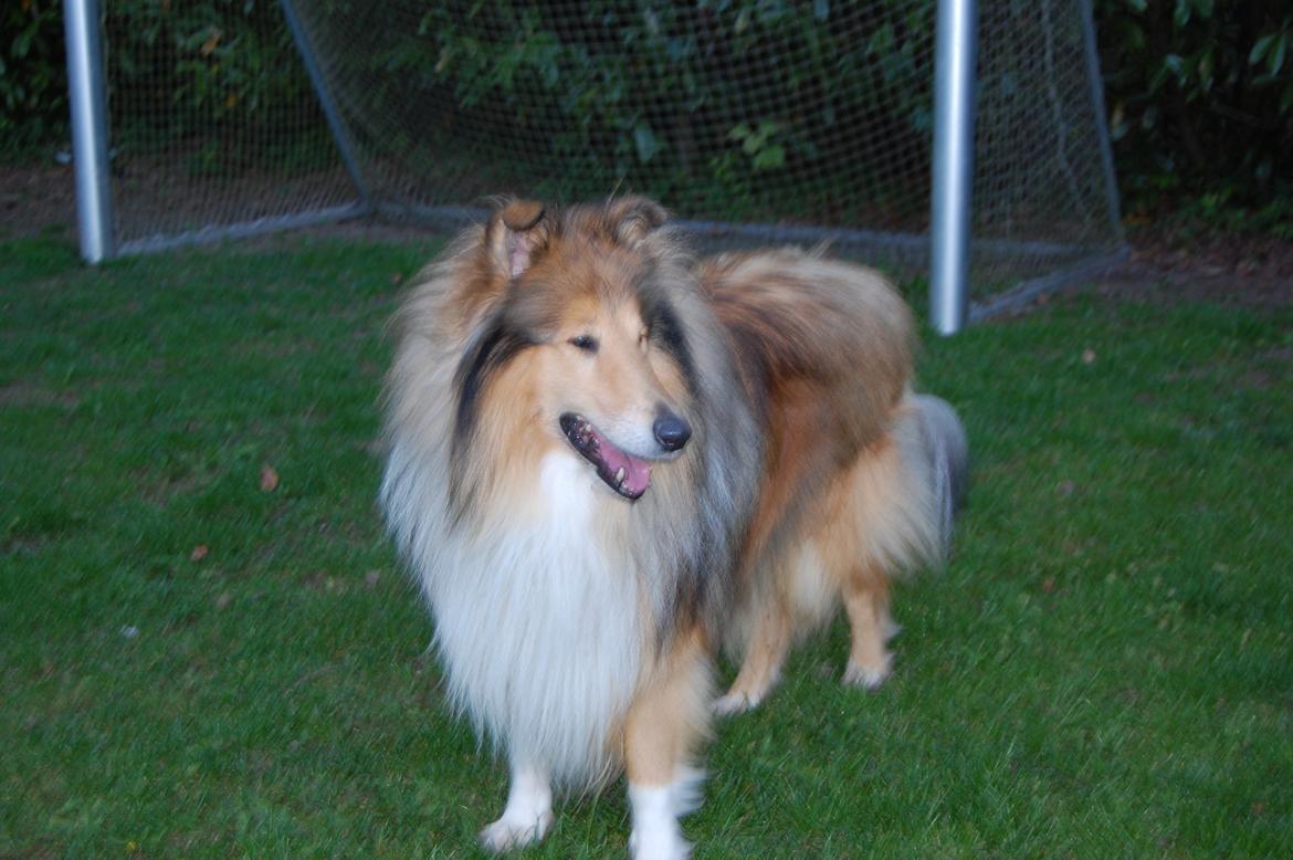 Collie langhåret Mac Ørtoft's Marco (Min livs ven) - Velkommen til Marcos profil ***BILLEDER MÅ IKKE TAGES!*** billede 1