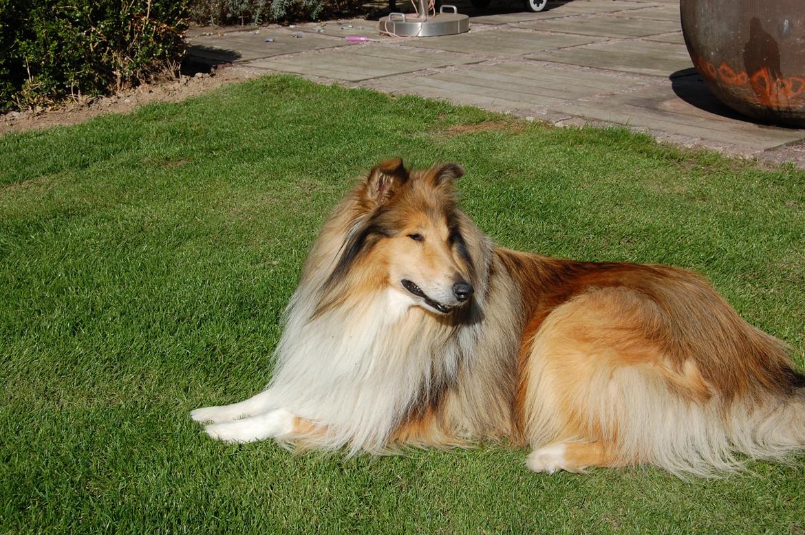 Collie langhåret Mac Ørtoft's Marco (Min livs ven) - Smukke <3! billede 4