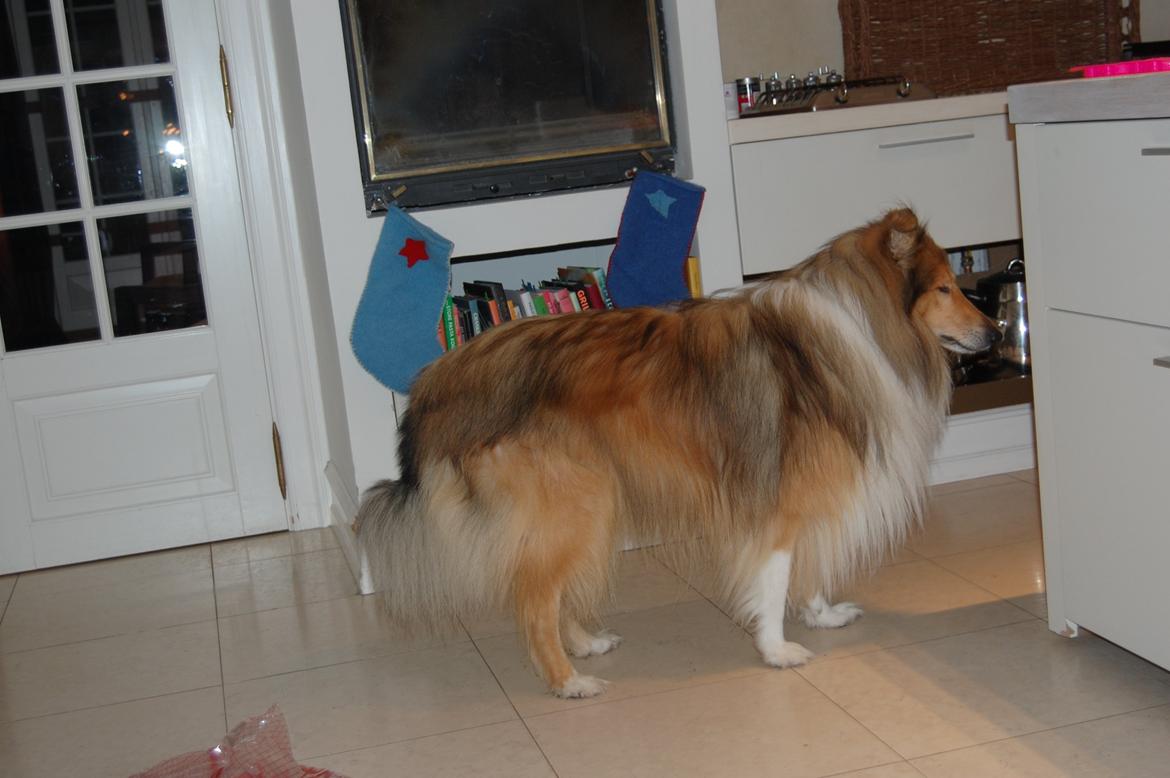 Collie langhåret Mac Ørtoft's Marco (Min livs ven) - Naaaaw! billede 5
