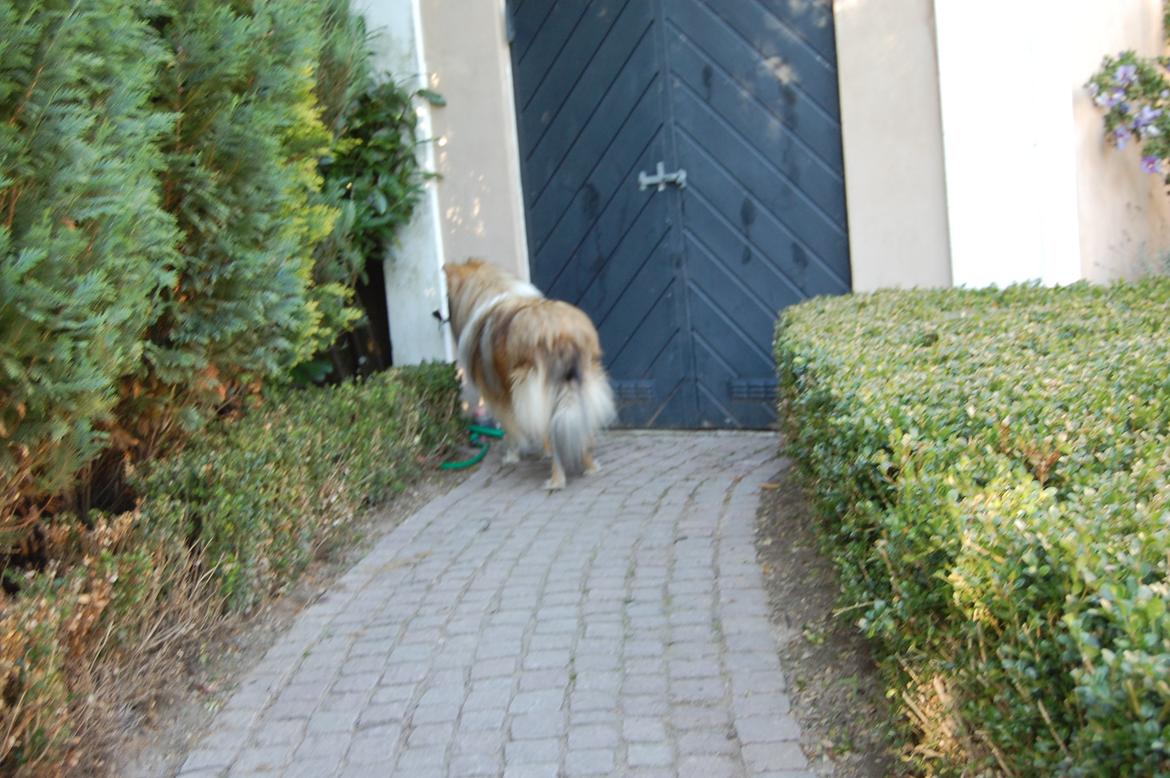 Collie langhåret Mac Ørtoft's Marco (Min livs ven) - Hvad sker der her? billede 6