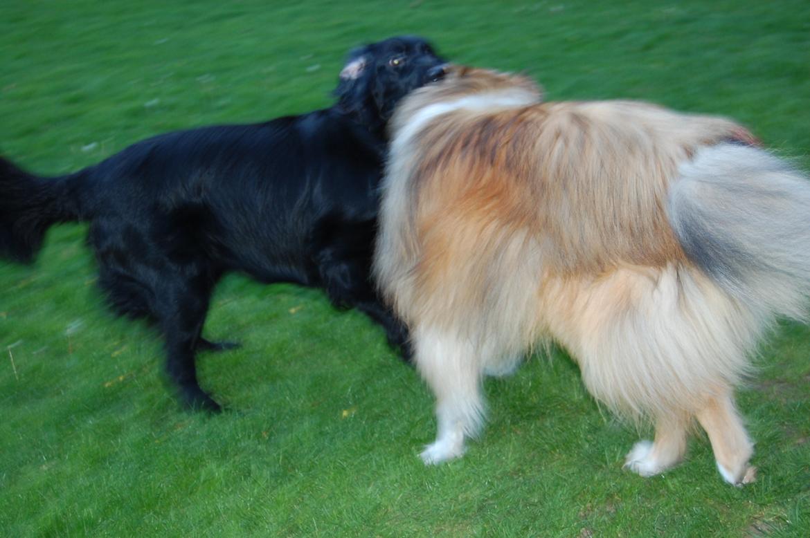 Collie langhåret Mac Ørtoft's Marco (Min livs ven) billede 7