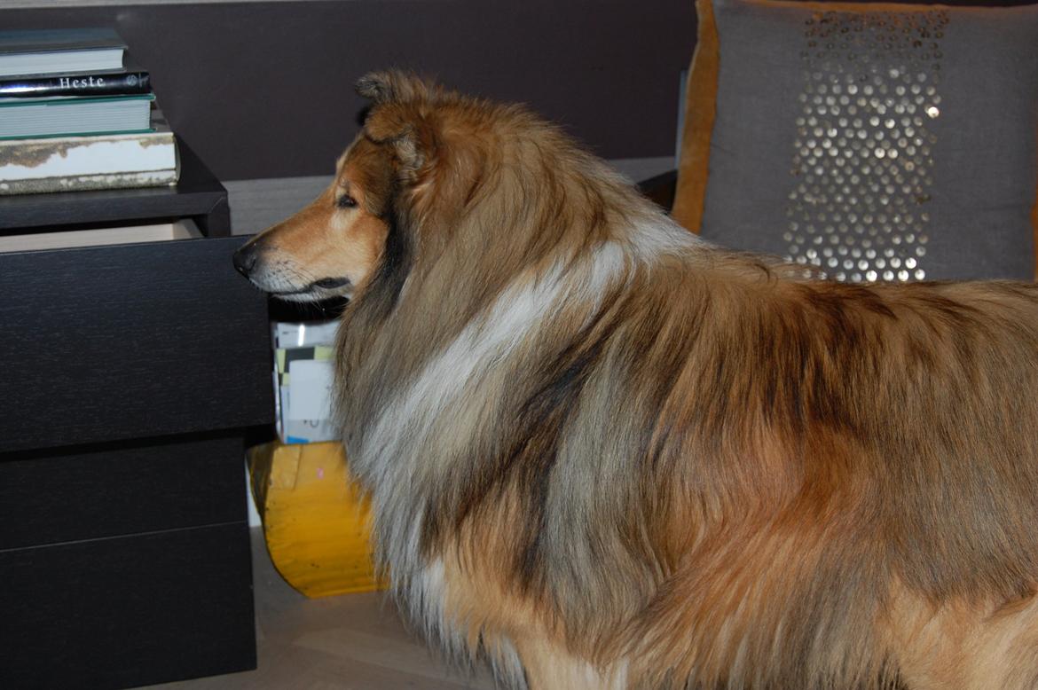 Collie langhåret Mac Ørtoft's Marco (Min livs ven) billede 8