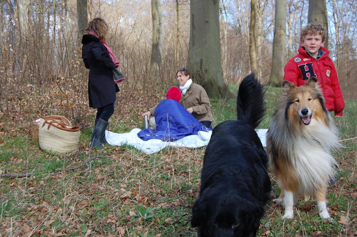 Collie langhåret Mac Ørtoft's Marco (Min livs ven) billede 9