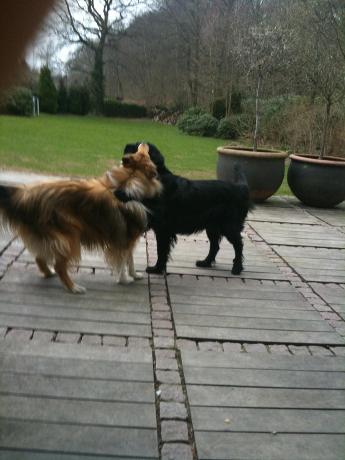 Collie langhåret Mac Ørtoft's Marco (Min livs ven) billede 10