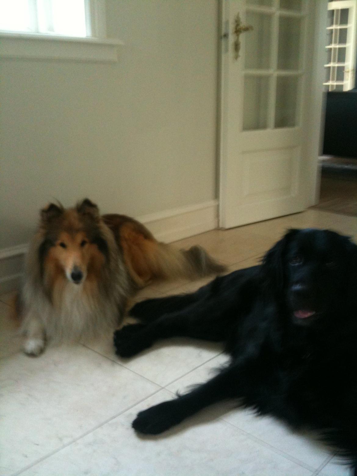 Collie langhåret Mac Ørtoft's Marco (Min livs ven) billede 11