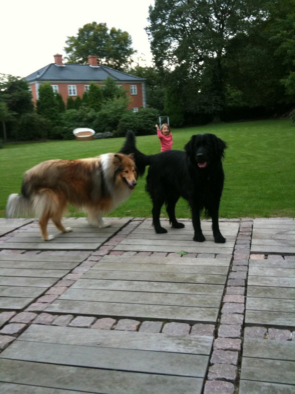 Collie langhåret Mac Ørtoft's Marco (Min livs ven) billede 12