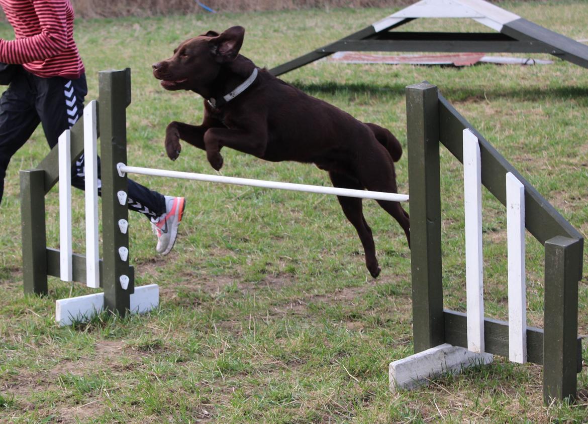 Labrador retriever Santos - Til agility foråret 2013:) billede 19