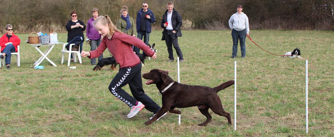 Labrador retriever Santos - Til agility foråret 2013:) billede 20