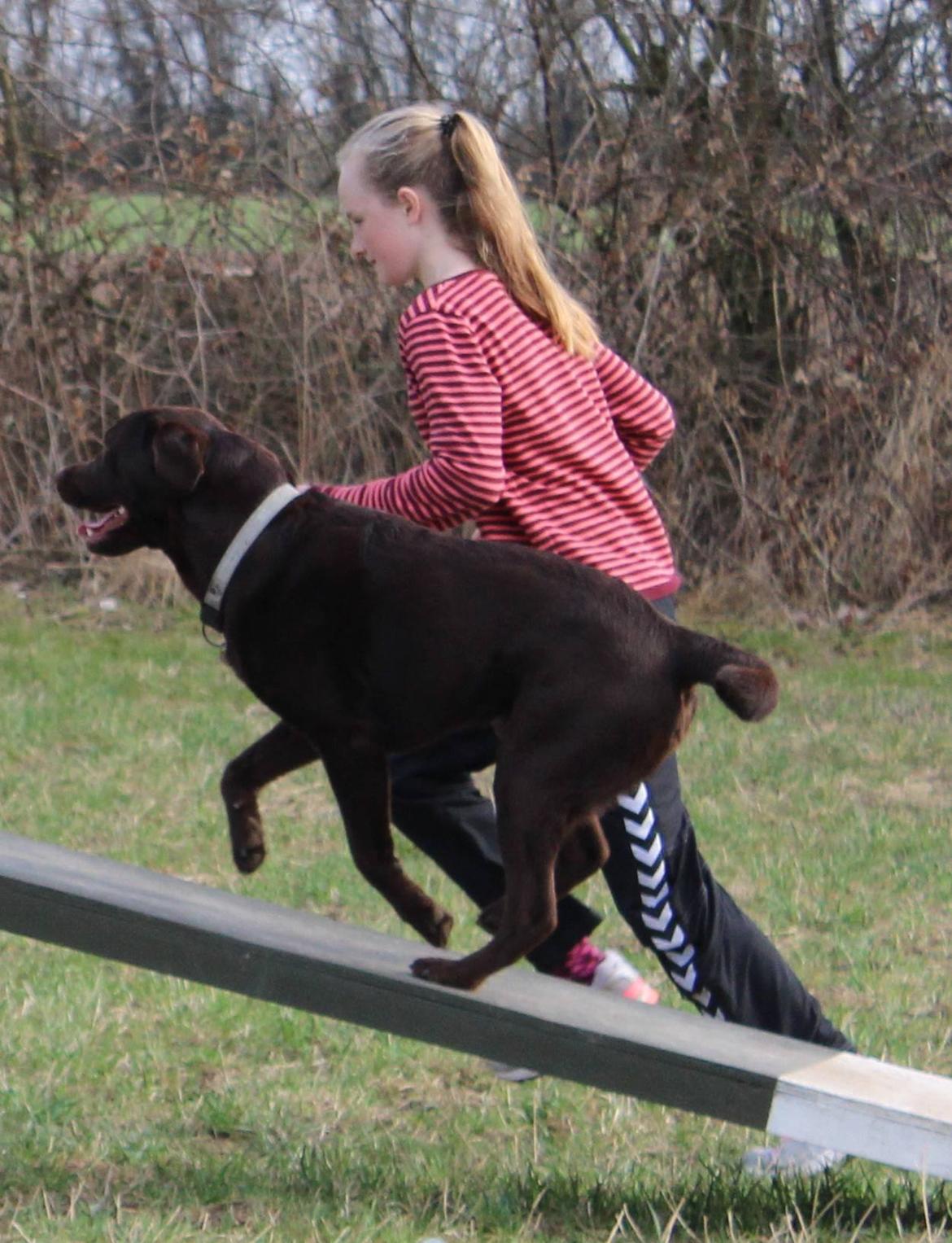 Labrador retriever Santos - Til agility foråret 2013:) billede 21