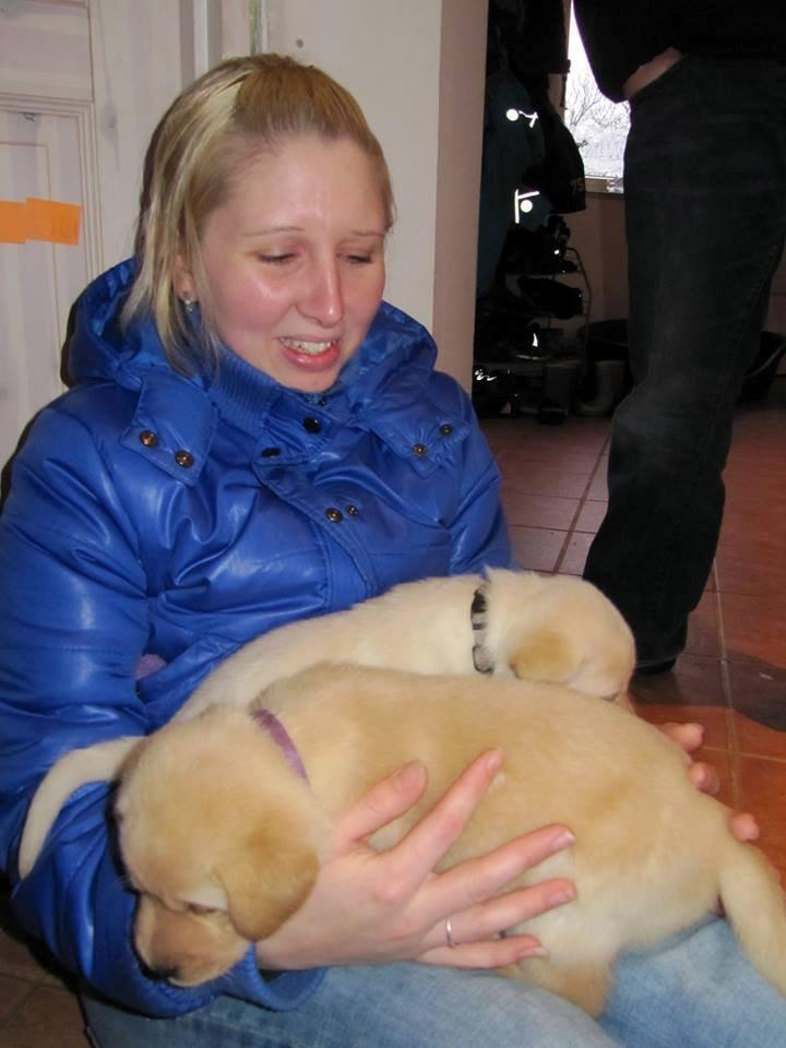 Labrador retriever Buddy - buddy med lilla halsbånd billede 6