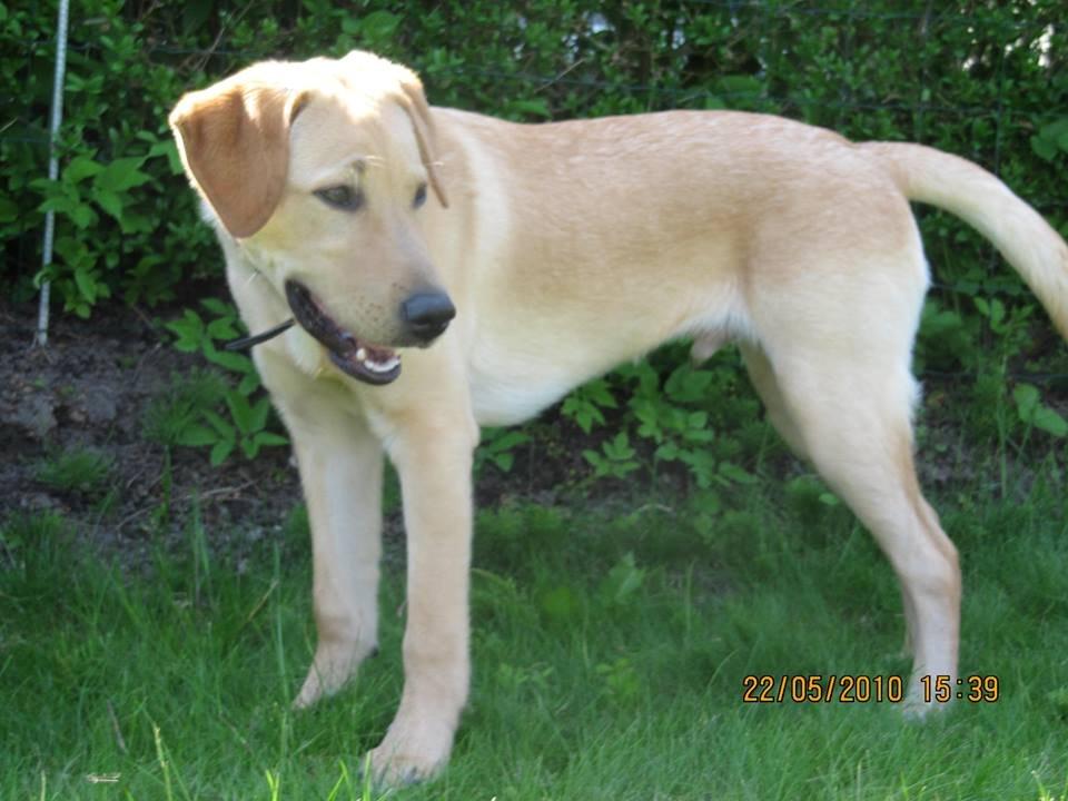 Labrador retriever Buddy billede 7