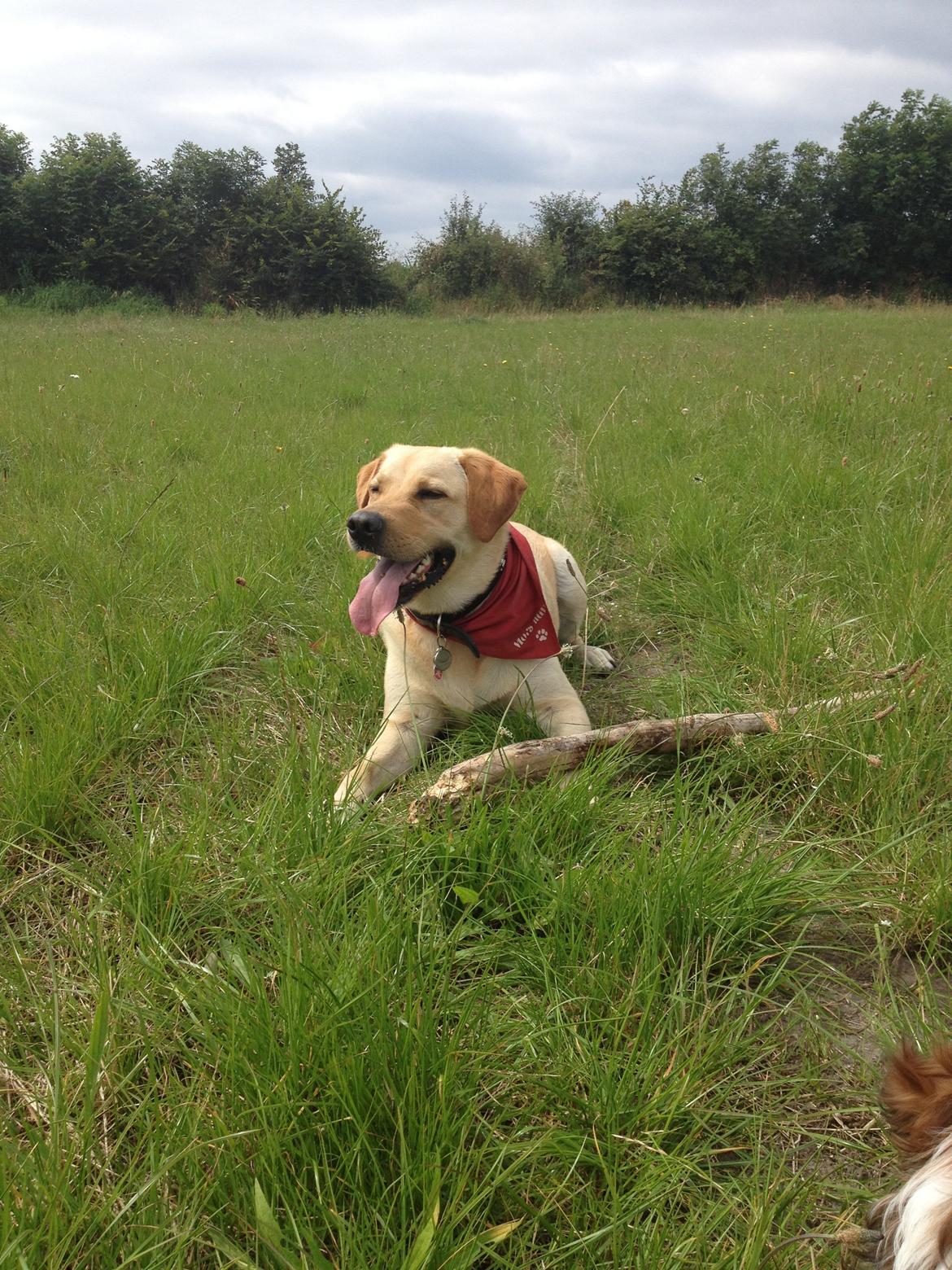 Labrador retriever Buddy billede 15