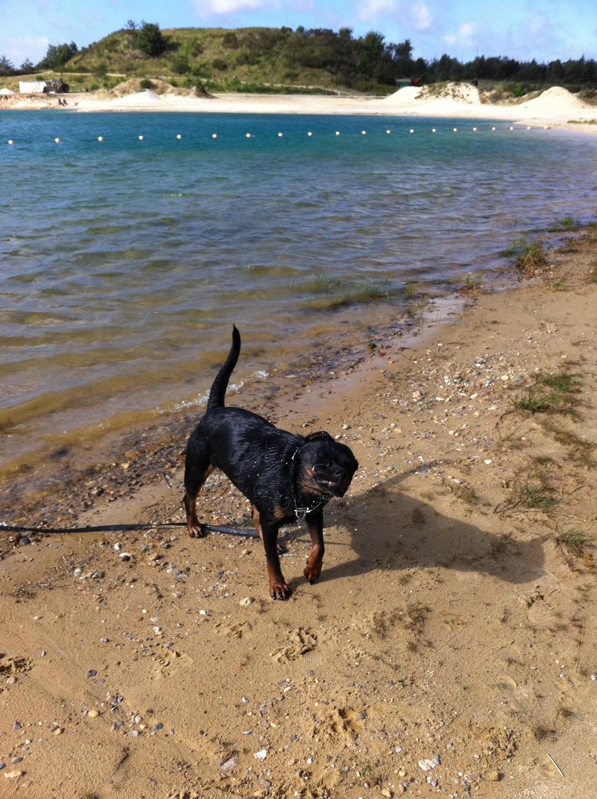 Rottweiler Vom Hause Wenorra Latoya billede 11