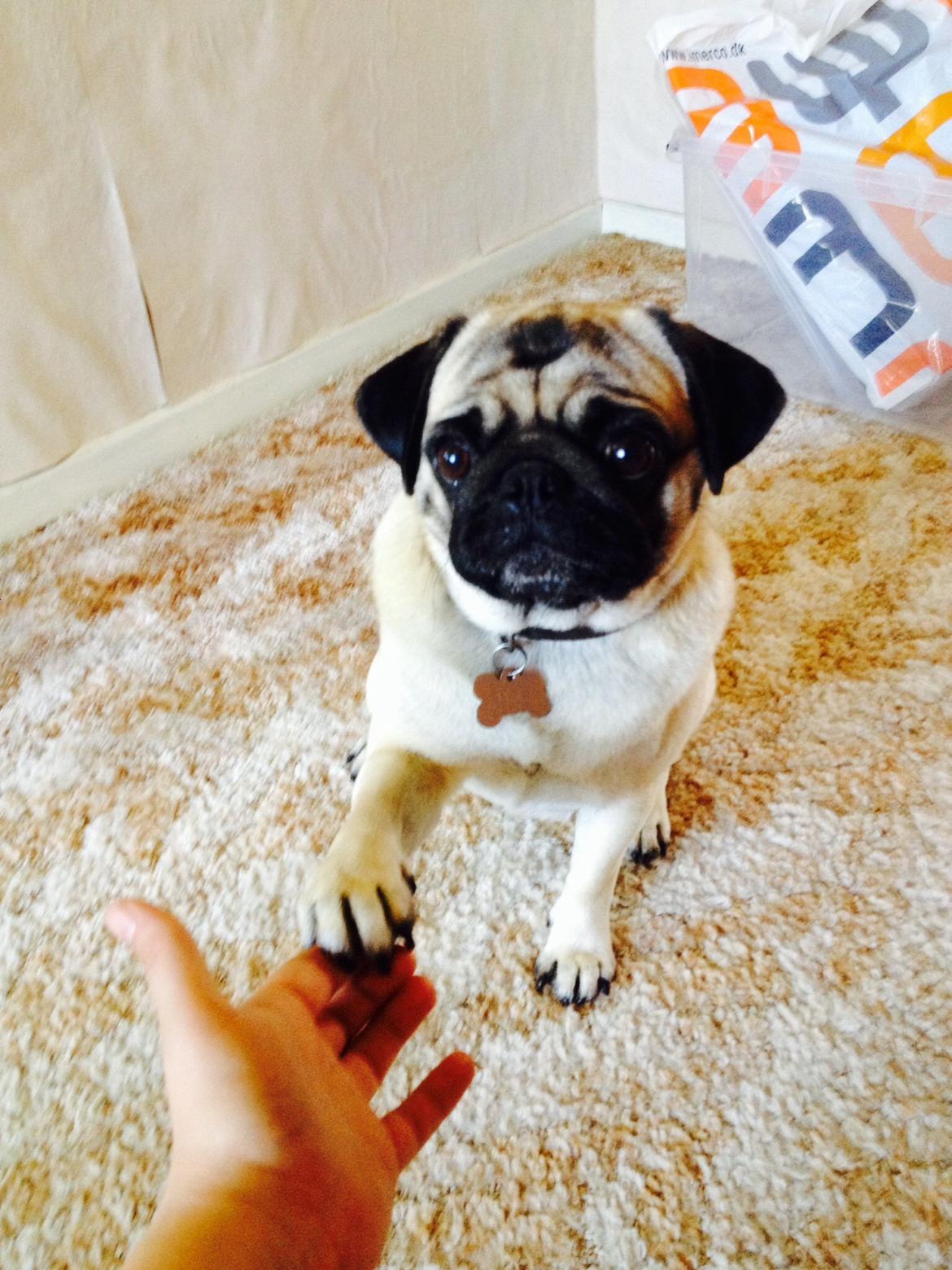 Mops Sille billede 1