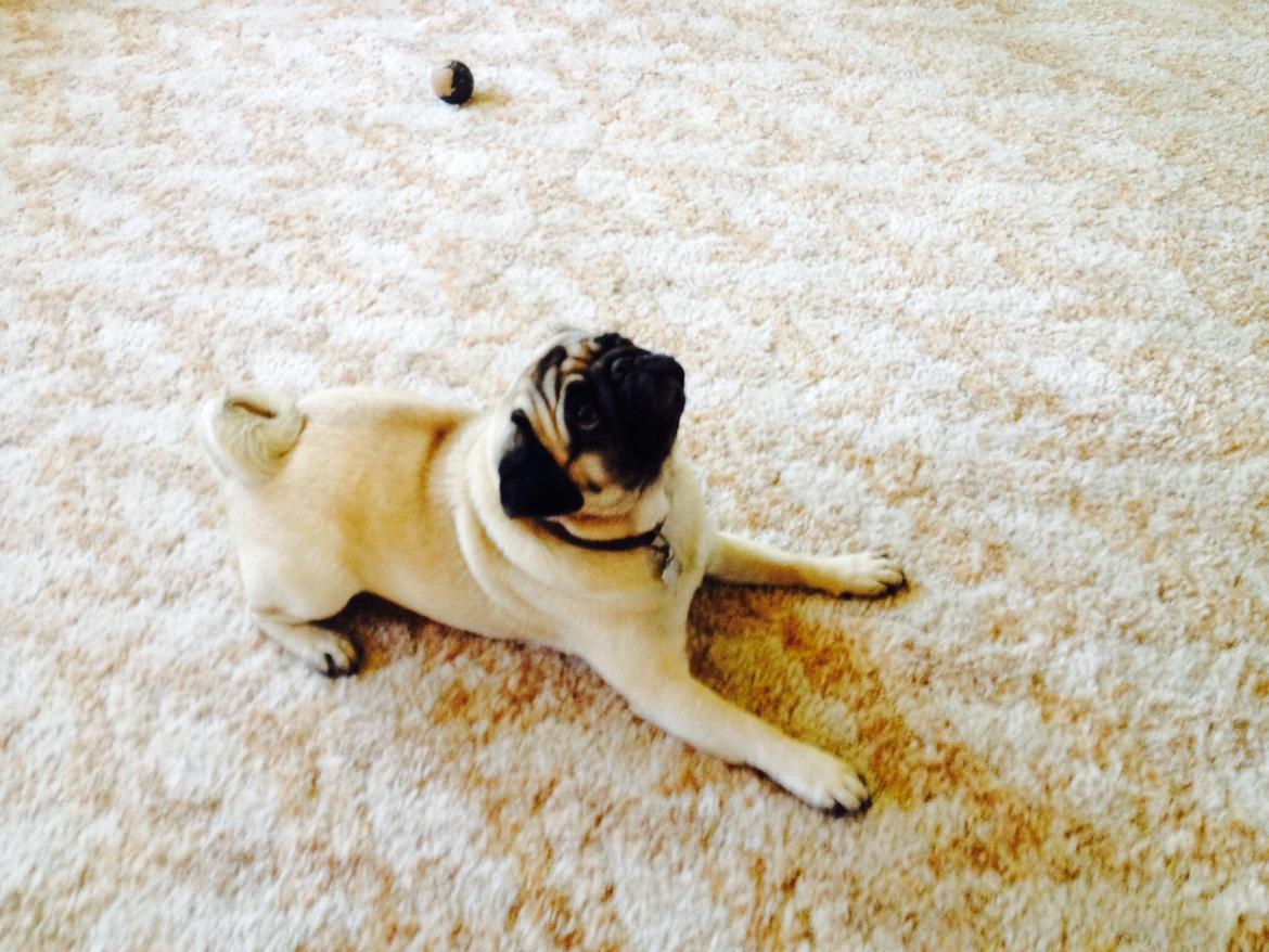 Mops Sille billede 2