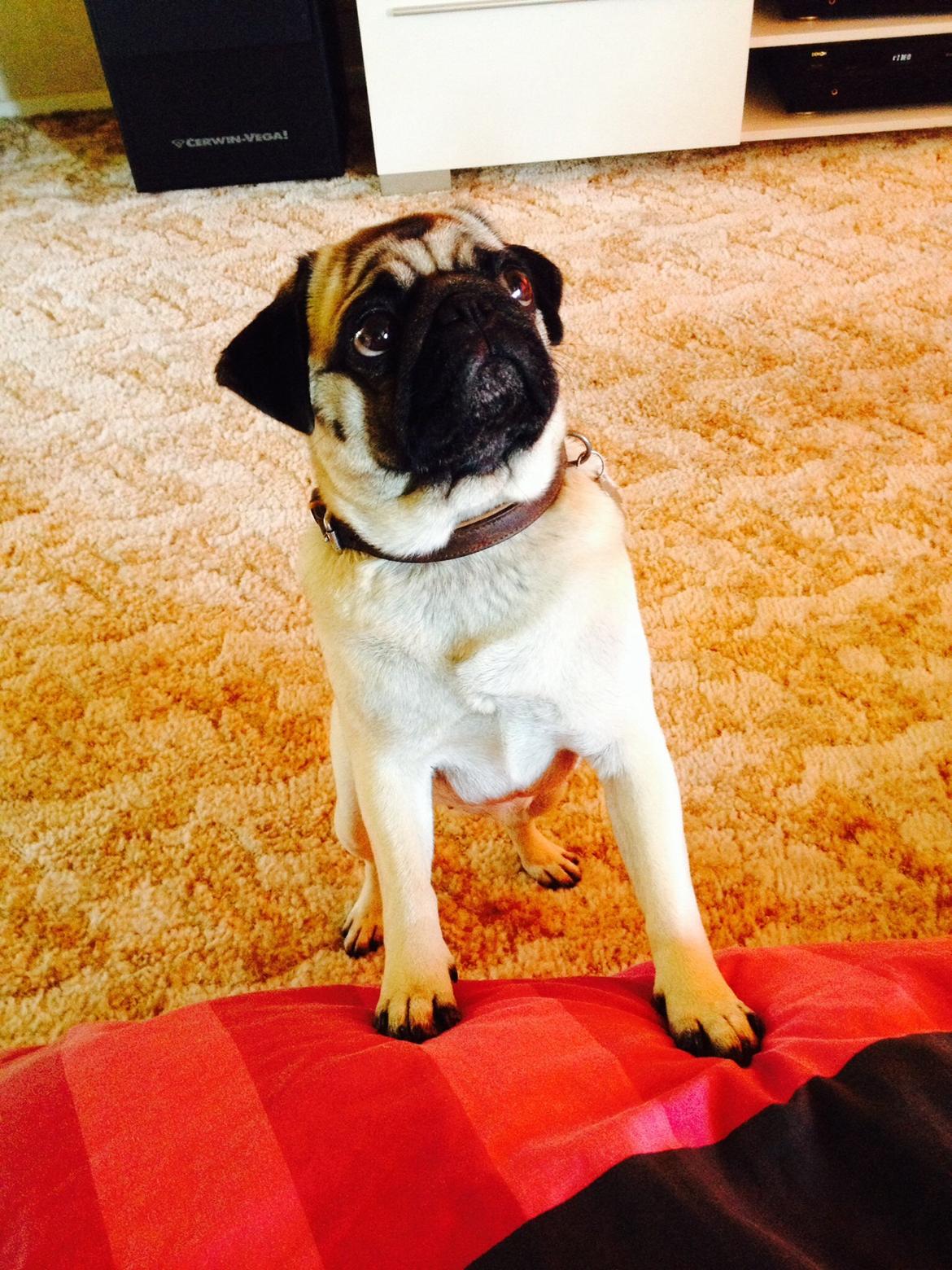 Mops Sille billede 3