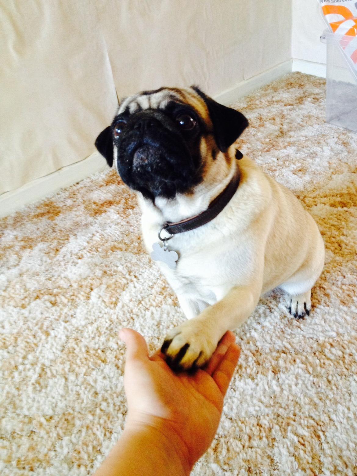 Mops Sille billede 4