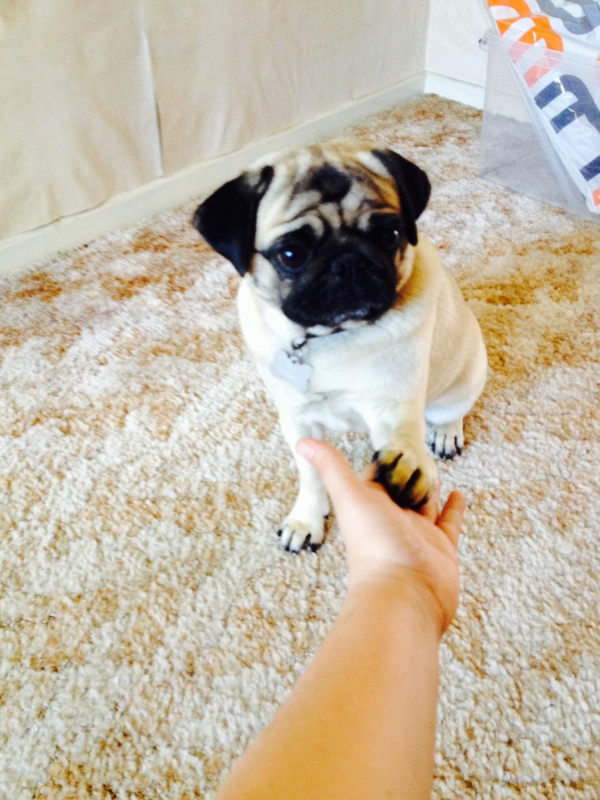 Mops Sille billede 5