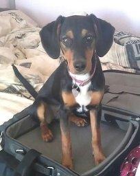 Blanding af racer Nalah billede 7