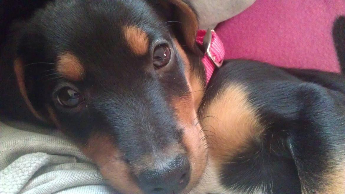 Blanding af racer Nalah billede 6