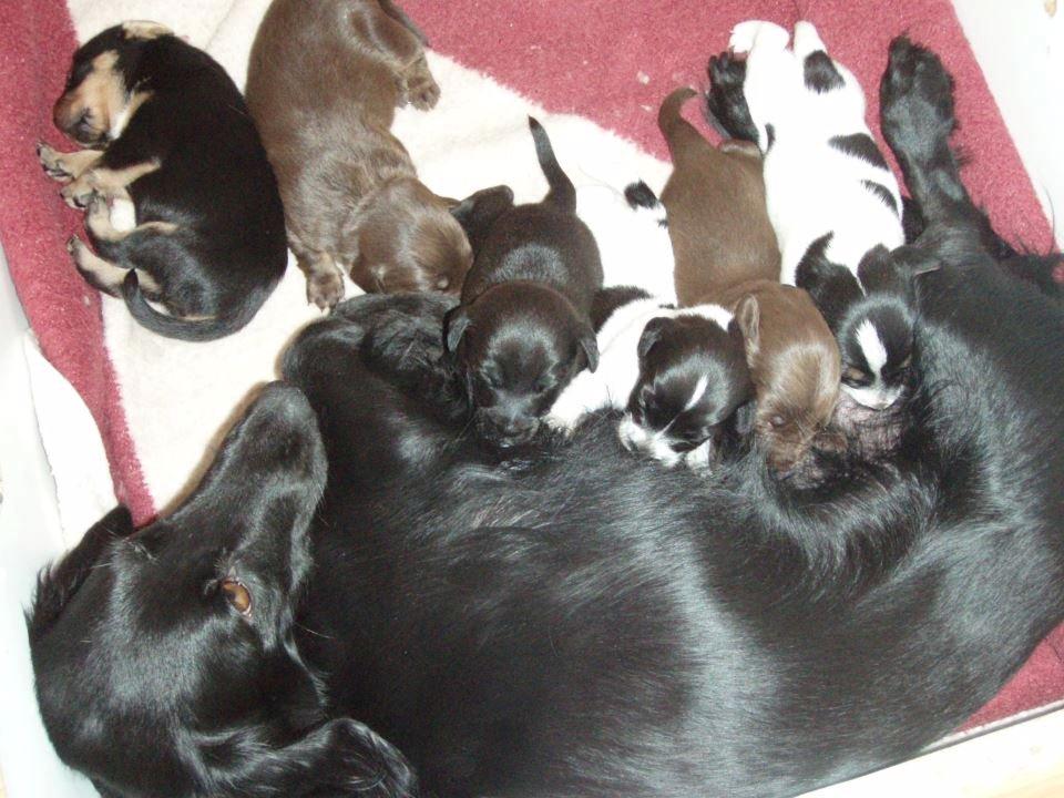 Blanding af racer Nalah billede 35