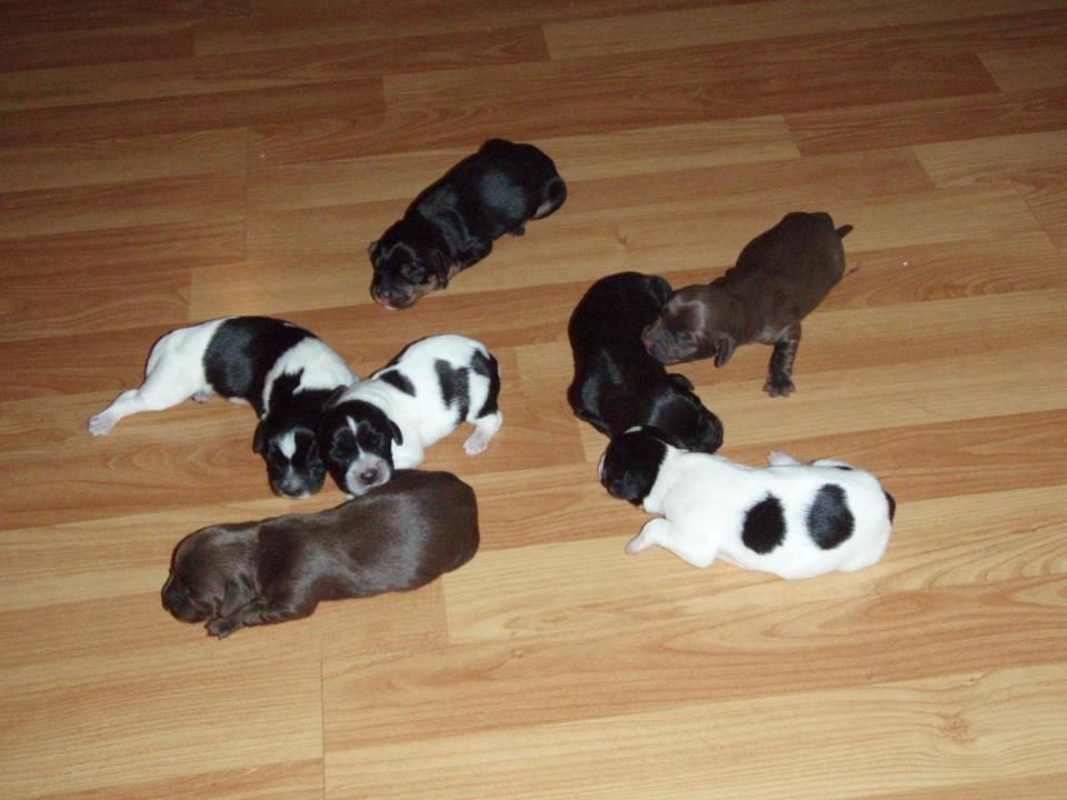 Blanding af racer Nalah billede 36