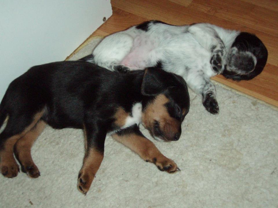 Blanding af racer Nalah billede 29