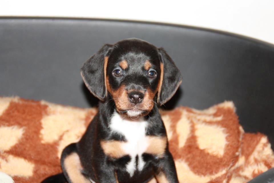 Blanding af racer Nalah billede 33