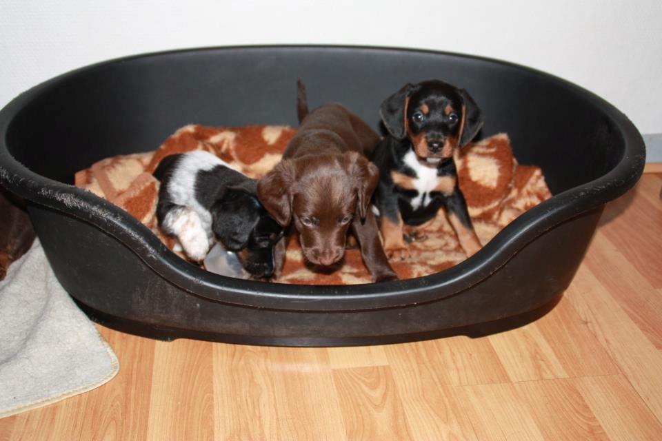 Blanding af racer Nalah billede 30