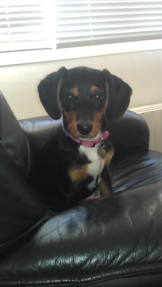 Blanding af racer Nalah billede 10